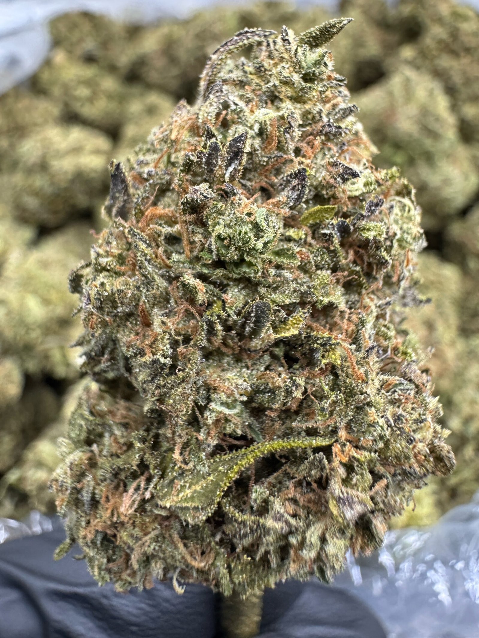 Cannalope Haze THCA Flower – Sungrown Top Cut 1 Cannalope Haze THCA Flower – Sungrown Top Cut