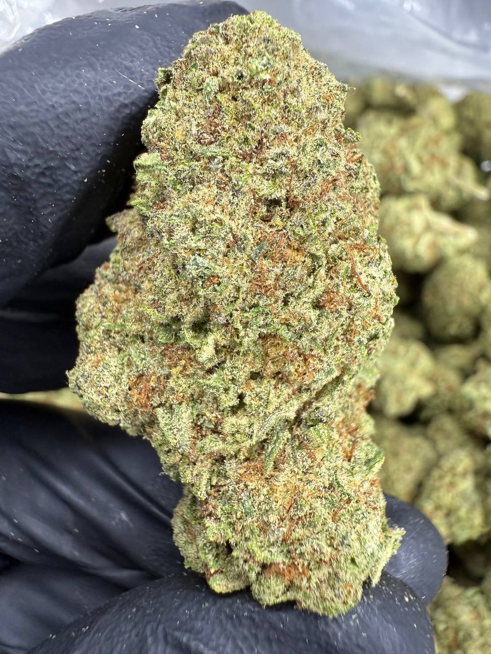 Cinderella 99 THCA Flower – Greenhouse Top Cut 1 Cinderella 99 THCA Flower – Greenhouse Top Cut