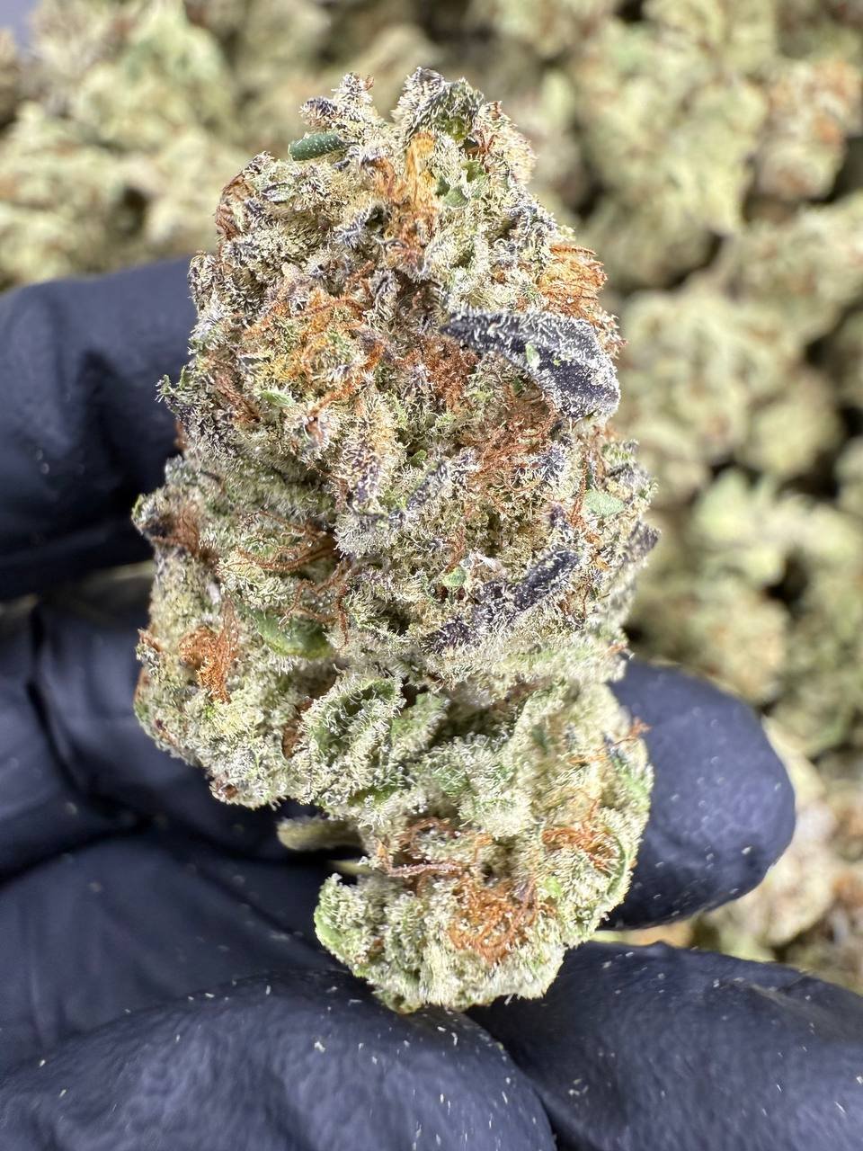 Cookies and Cream THCA Flower – Sungrown Top Cut 1 Cookies and Cream THCA Flower – Sungrown Top Cut