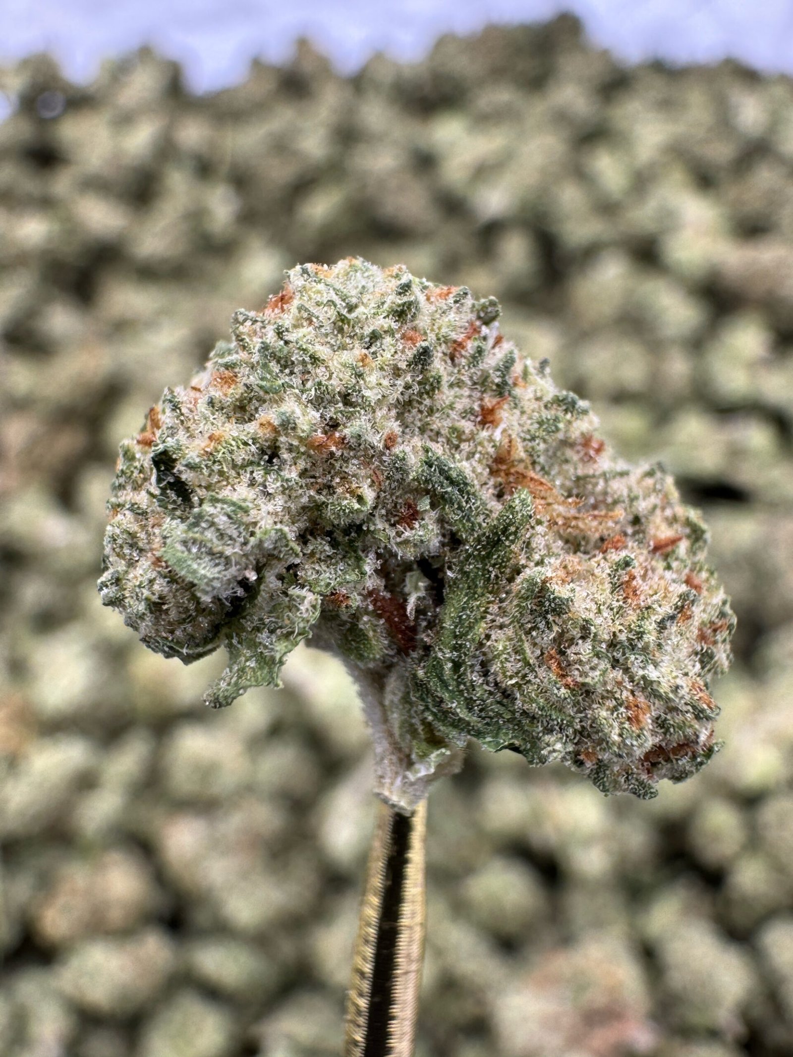 Crunch Berries THCA Flower – Indoor Gold Nuggets 1 Crunch Berries THCA Flower – Indoor Gold Nuggets