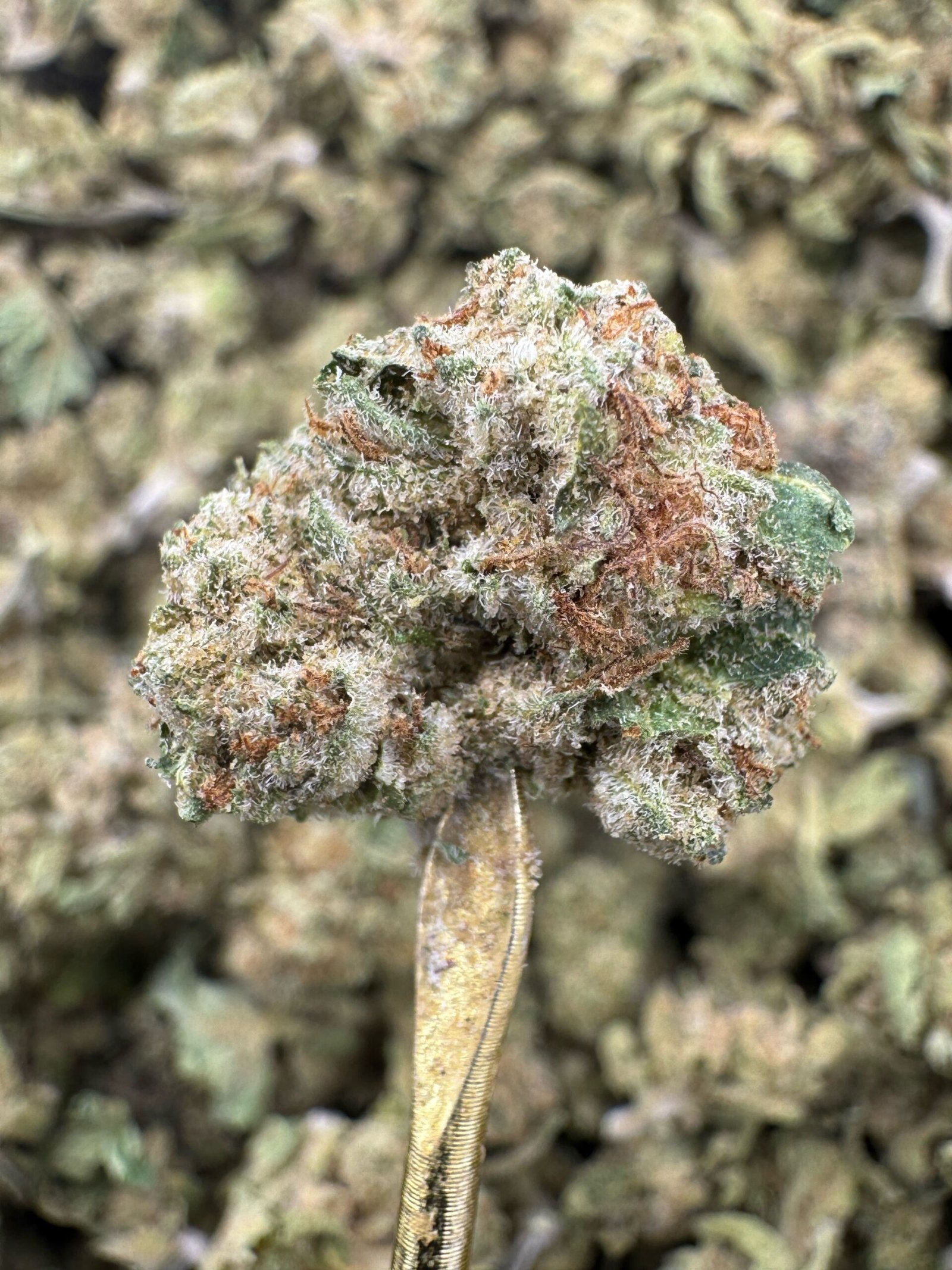 Death Star THCA Flower – Greenhouse Gold Nuggets 1 Death Star THCA Flower – Greenhouse Gold Nuggets