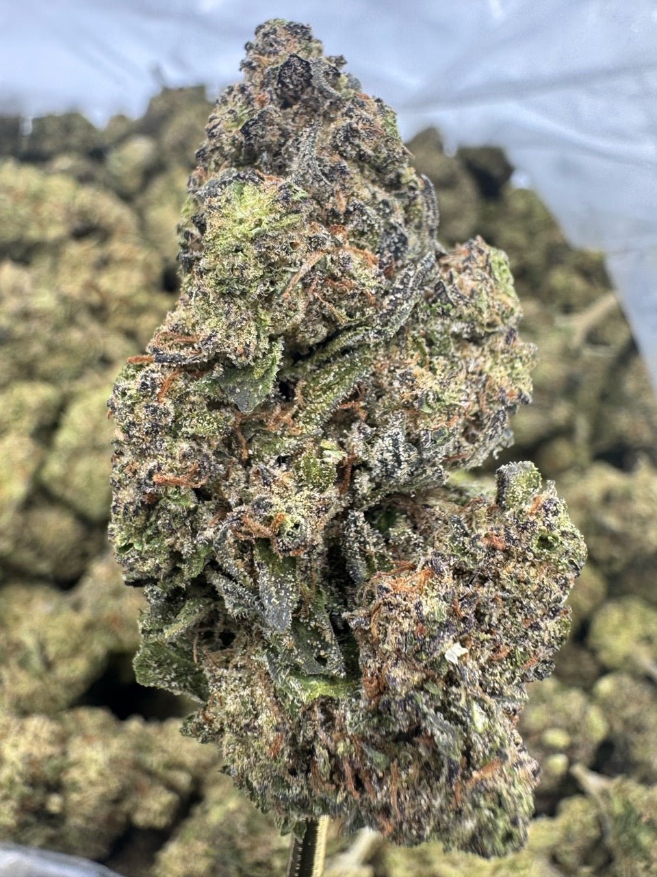 Durban Poison THCA Flower – Sungrown Top Cut 1 Durban Poison THCA Flower – Sungrown Top Cut
