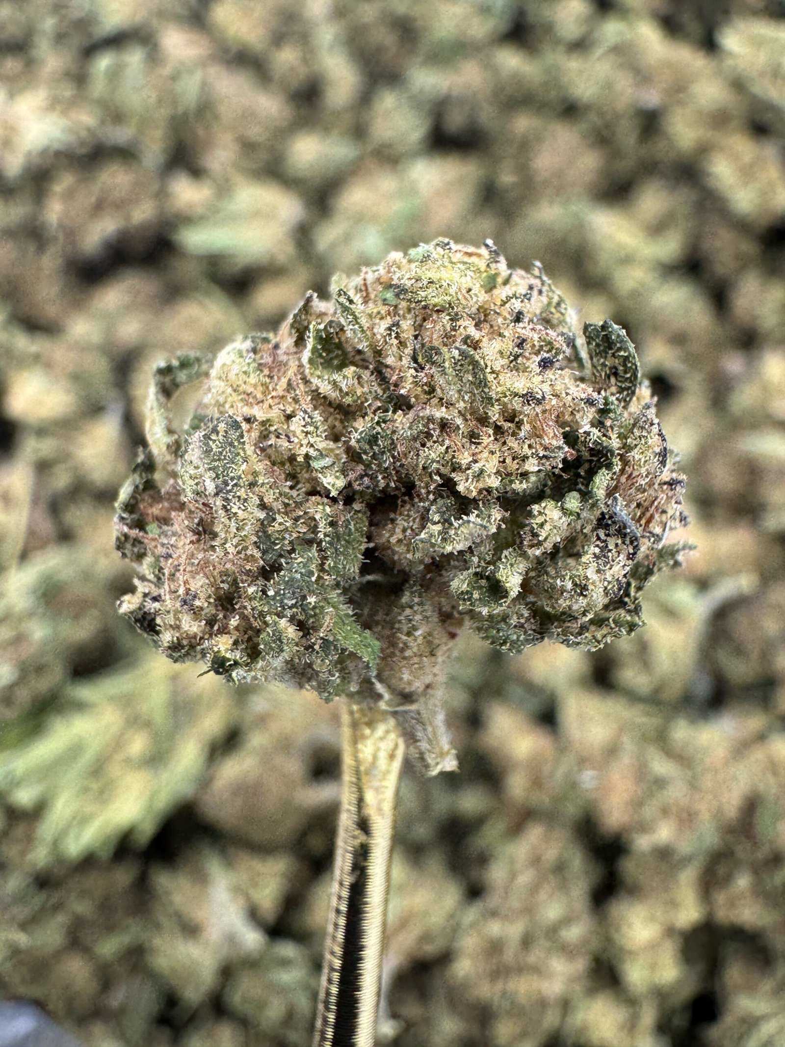 Frosted Cherry THCA Flower – Greenhouse Gold Nuggets 2 Frosted Cherry THCA Flower – Greenhouse Gold Nuggets - Image 2