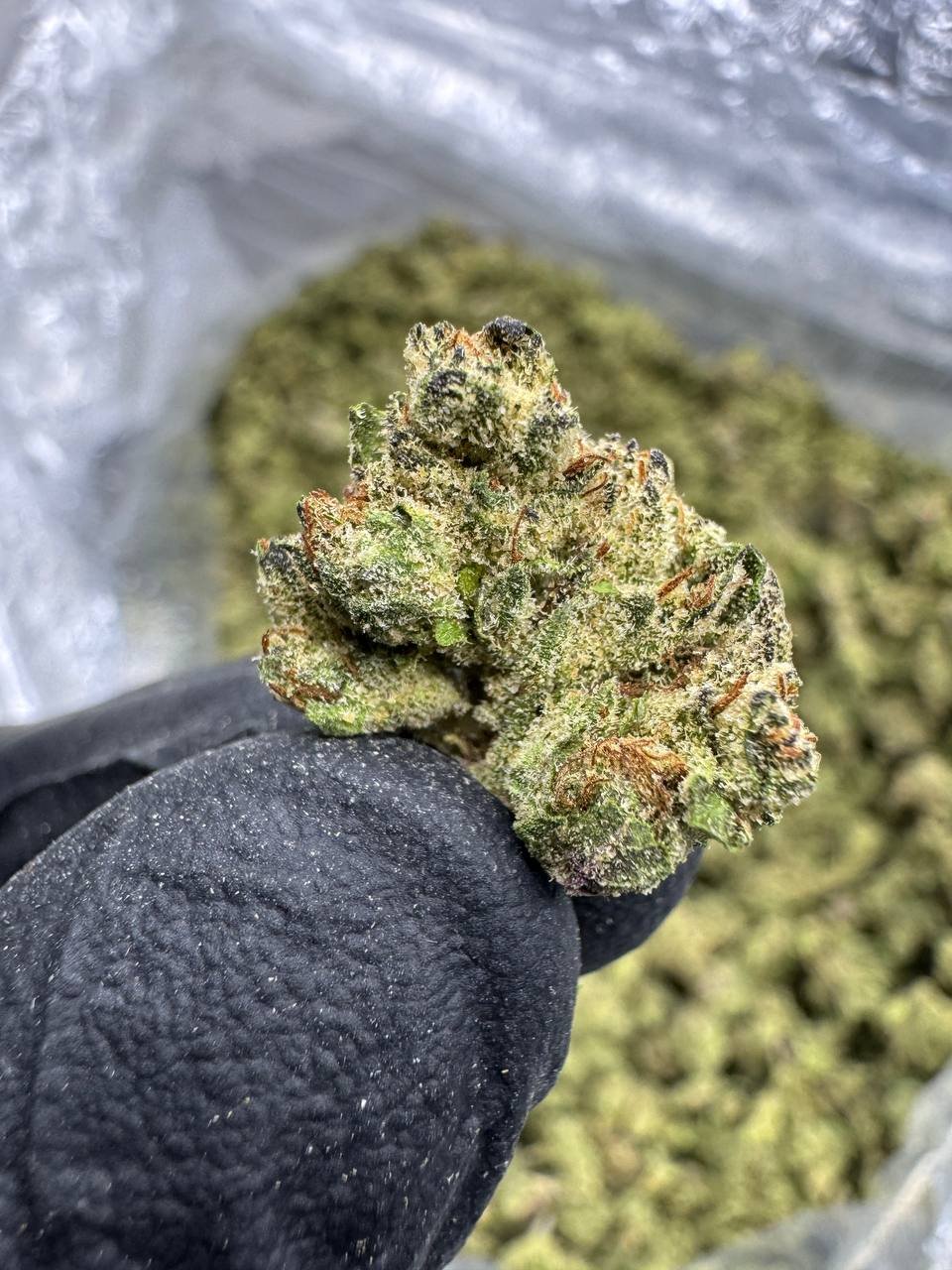 Frozen Lemons THCA Flower – Greenhouse Gold Nuggets 1 Frozen Lemons THCA Flower – Greenhouse Gold Nuggets