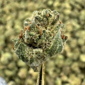 Fruity Pebbles THCA Flower – Greenhouse Gold Nuggets