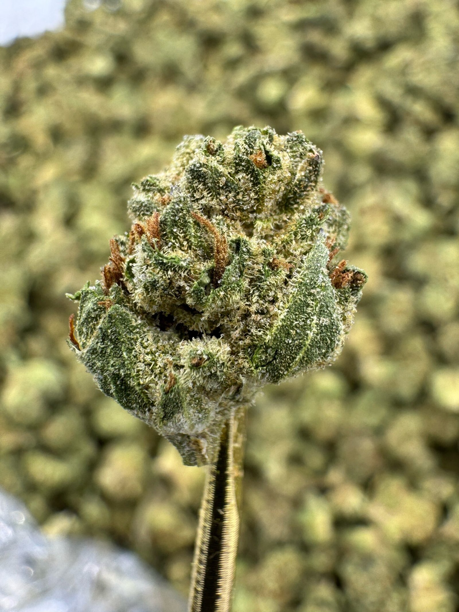 Fruity Pebbles THCA Flower – Greenhouse Gold Nuggets 1 Fruity Pebbles THCA Flower – Greenhouse Gold Nuggets