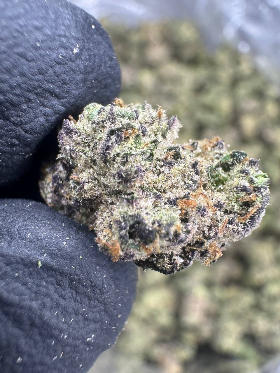 Funnel Cake THCA Flower – Indoor Exotic Gold Nuggets 1 Funnel Cake THCA Flower – Indoor Exotic Gold Nuggets