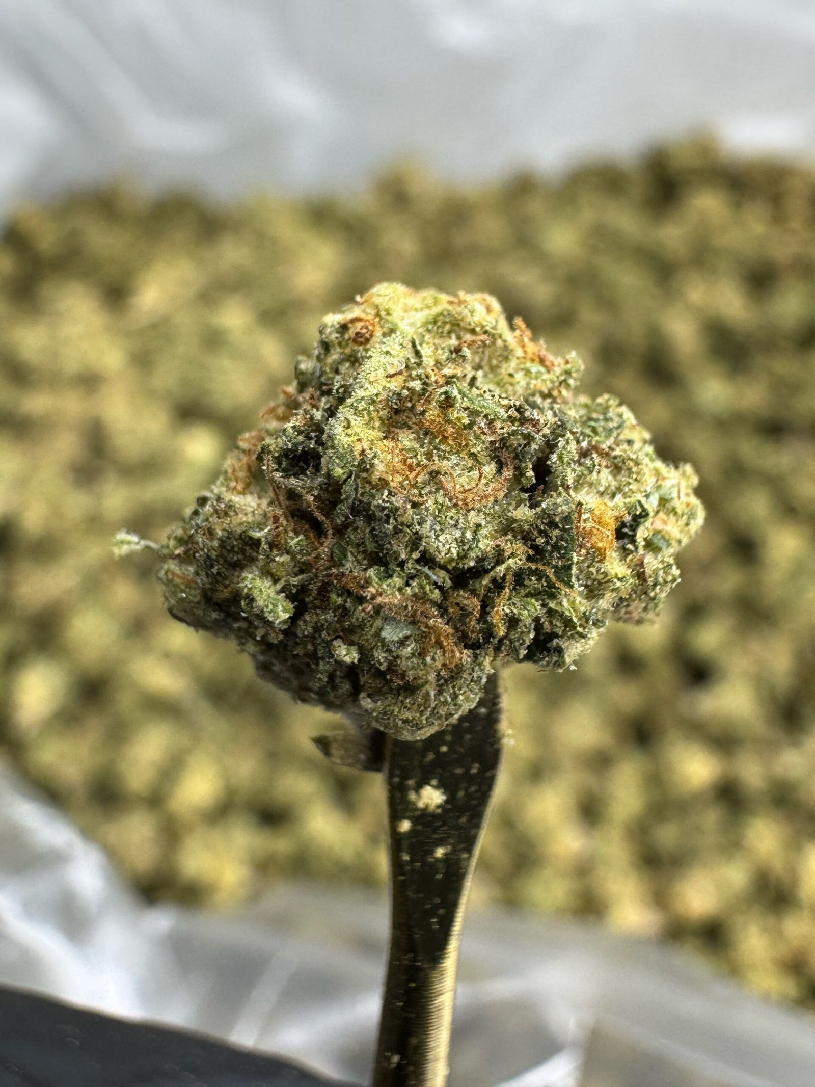 Gas Face THCA Flower – Sungrown Gold Nuggets 1 Gas Face THCA Flower – Sungrown Gold Nuggets