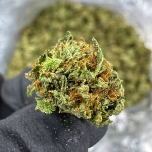 Gelato 41 THCA Flower – Sungrown Gold Nuggets