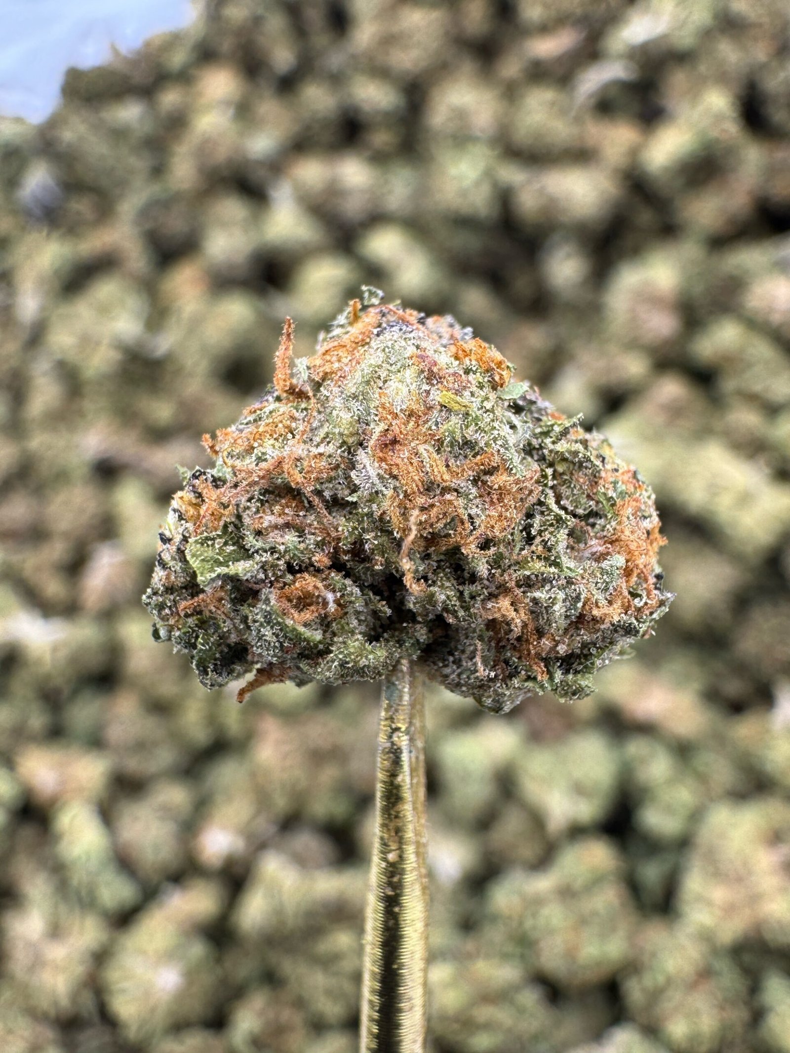 Gelonade THCA Flower – Greenhouse Gold Nuggets 1 Gelonade THCA Flower – Greenhouse Gold Nuggets