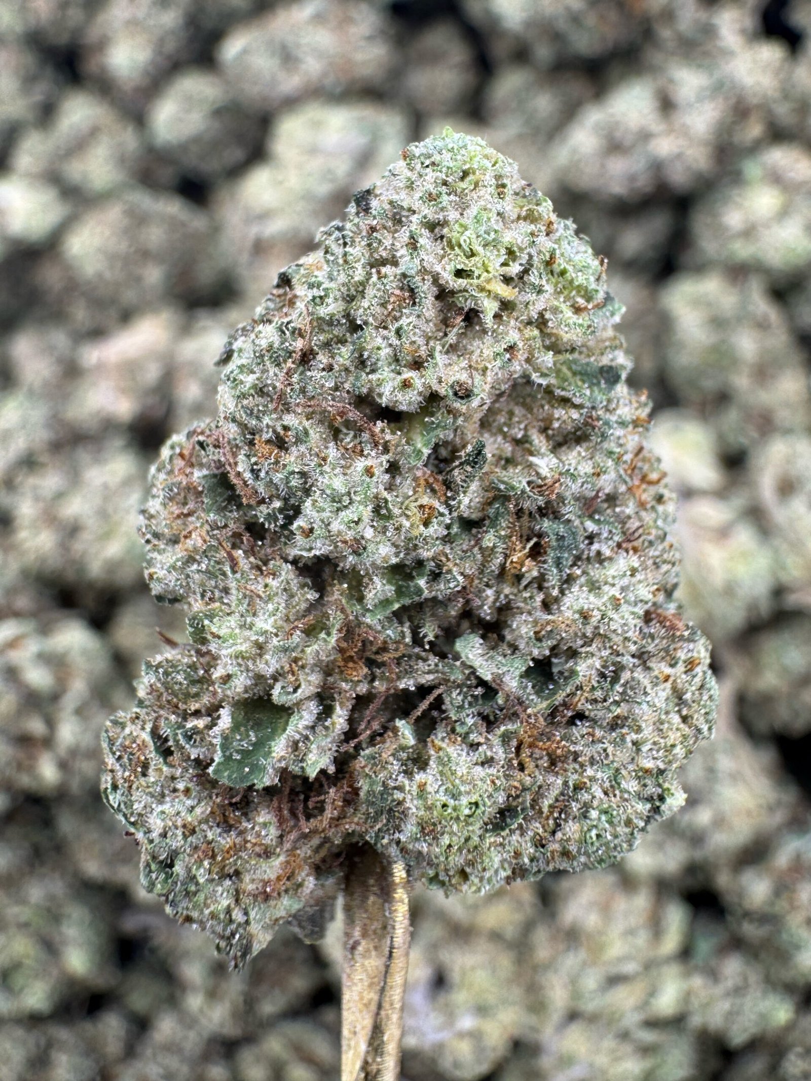 Gluttony THCA Flower – Indoor Top Cut 1 Gluttony THCA Flower – Indoor Top Cut