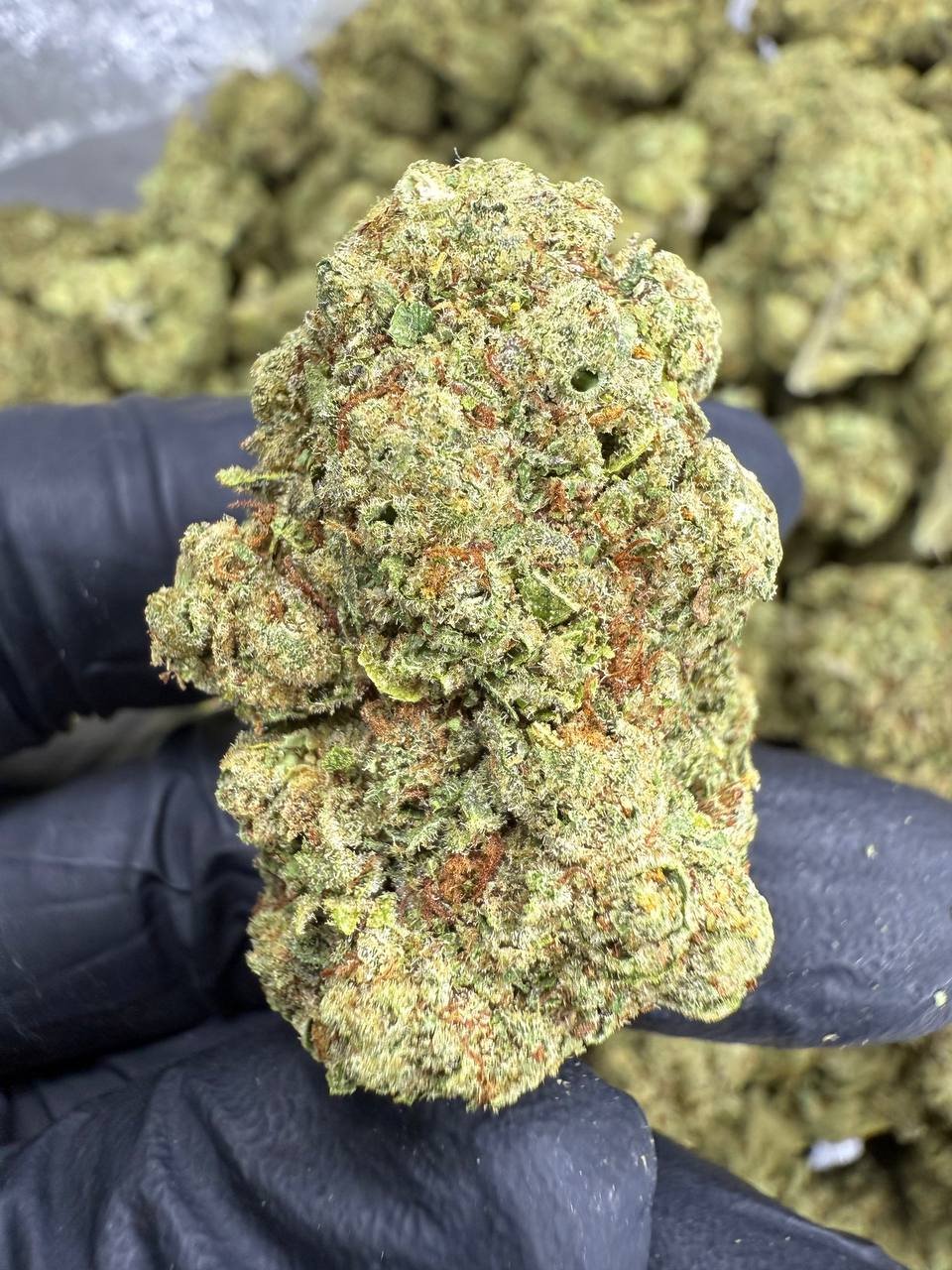 Golden Goat THCA Flower – Greenhouse Top Cut 1 Golden Goat THCA Flower – Greenhouse Top Cut