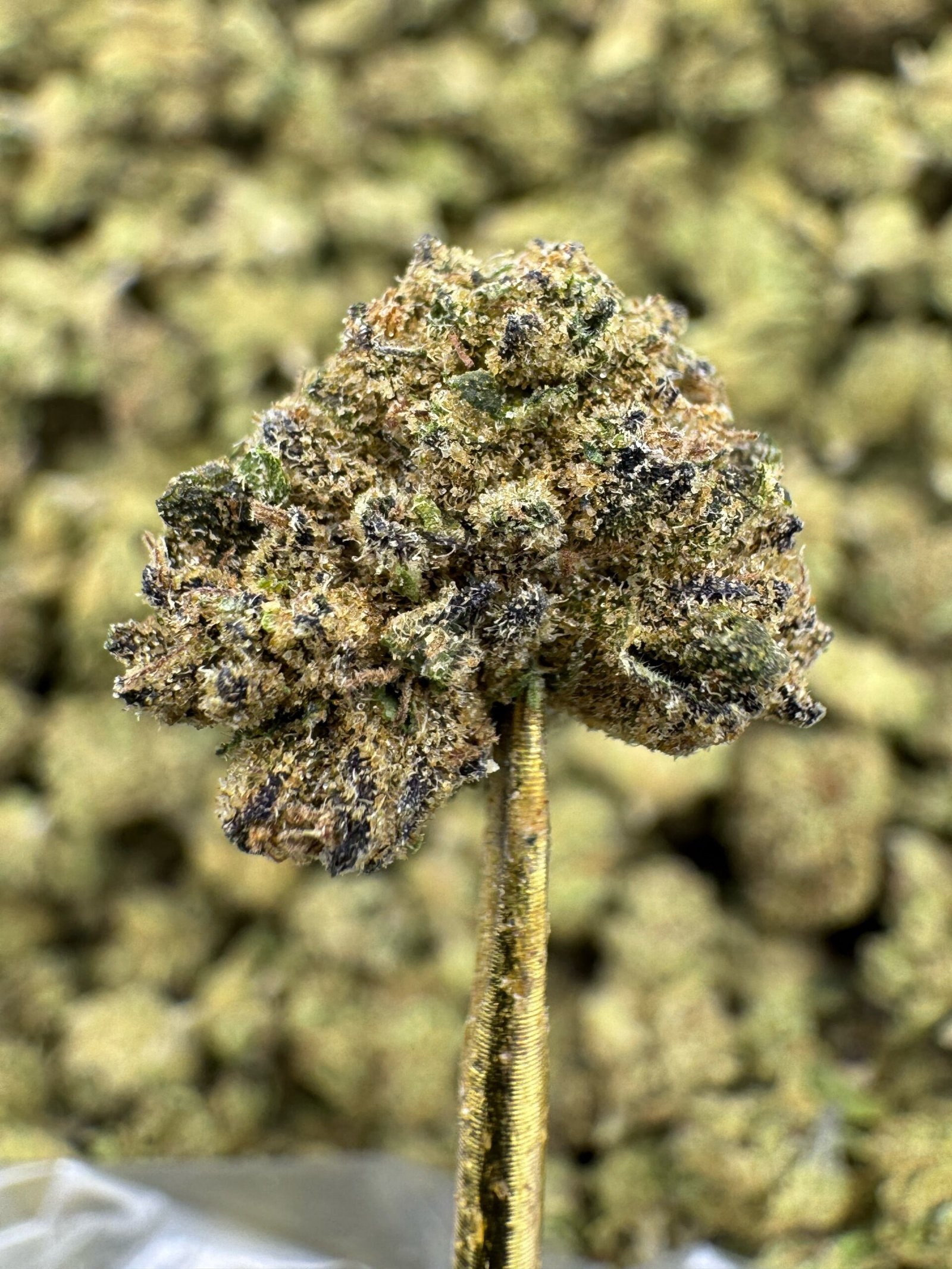 Grand Daddy Purple THCA Flower – Greenhouse Gold Nuggets 1 Grand Daddy Purple THCA Flower – Greenhouse Gold Nuggets
