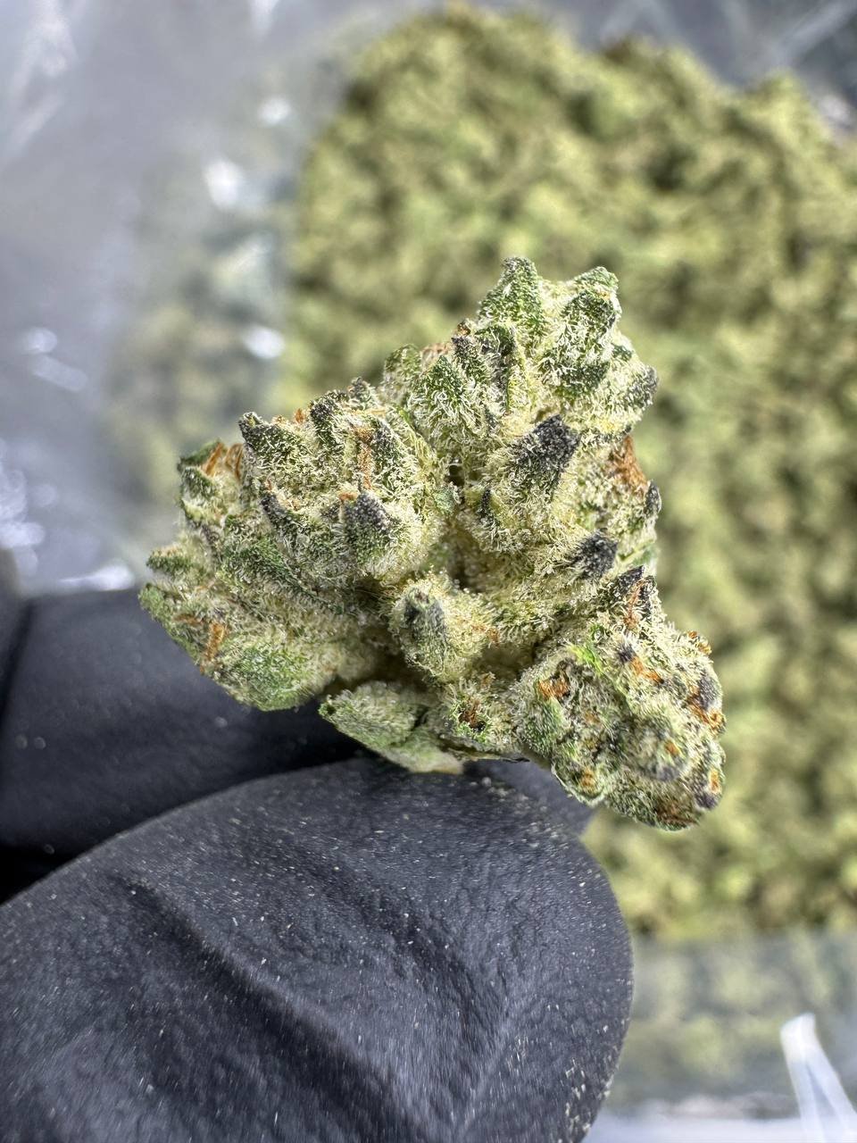 Guava Gas THCA Flower – Greenhouse Gold Nuggets 1 Guava Gas THCA Flower – Greenhouse Gold Nuggets