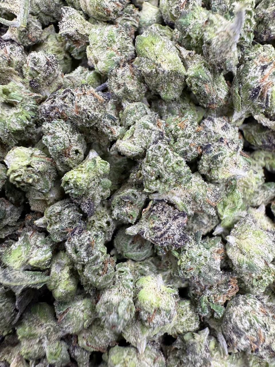 Gumbo THCA Flower – Indoor Exotic 1 Gumbo THCA Flower – Indoor Exotic