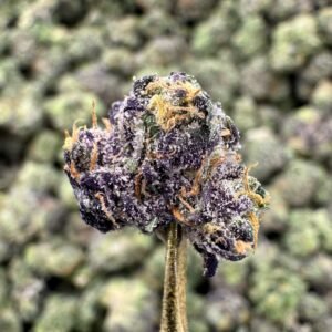 Gumbo THCA Flower – Indoor Exotic Gold Nuggets