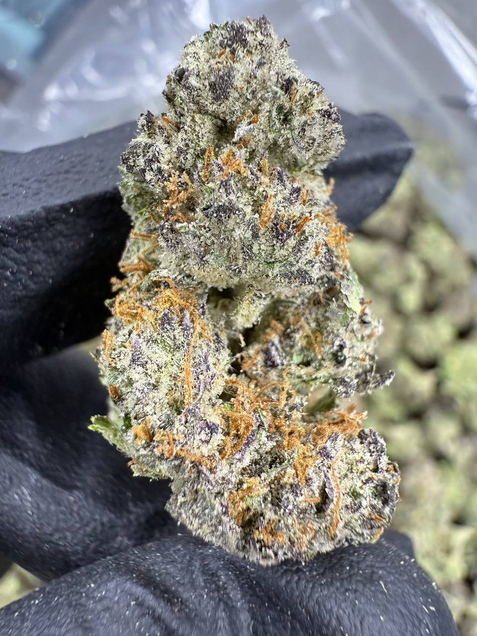 Gumbo THCA Flower – Indoor Exotic Top Cut 1 Gumbo THCA Flower – Indoor Exotic Top Cut