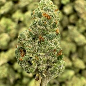 Gushers THCA Flower – Greenhouse Gold Nuggets