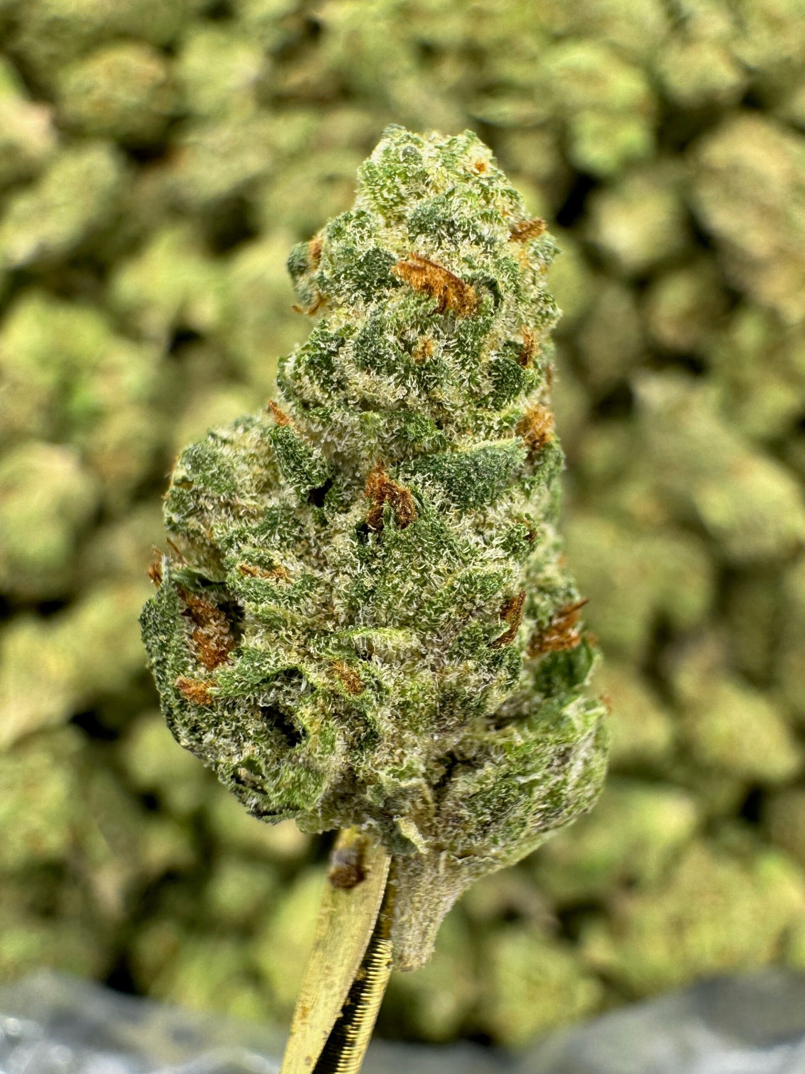 Gushers THCA Flower – Greenhouse Gold Nuggets 1 Gushers THCA Flower – Greenhouse Gold Nuggets