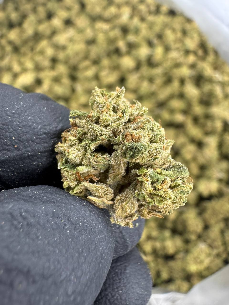Headband THCA Flower – Sungrown Gold Nuggets 1 Headband THCA Flower – Sungrown Gold Nuggets