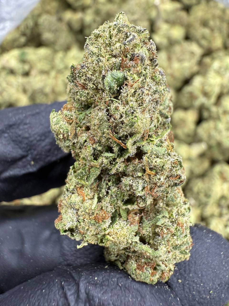 Headband THCA Flower – Sungrown Top Cut 1 Headband THCA Flower – Sungrown Top Cut
