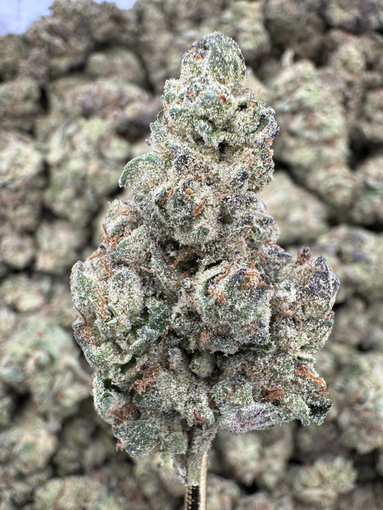 Hella Jelly THCA Flower – Greenhouse Top Cut 1 Hella Jelly THCA Flower – Greenhouse Top Cut
