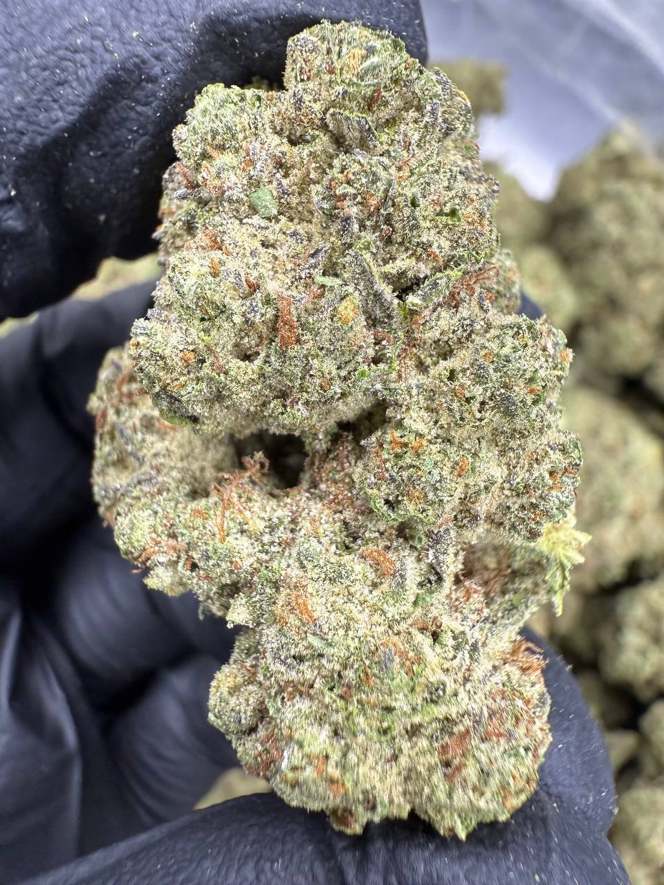 Ice Cream Cake THCA Flower – Greenhouse Top Cut 1 Ice Cream Cake THCA Flower – Greenhouse Top Cut