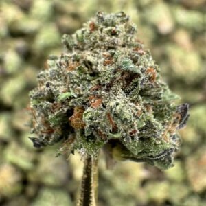 Insane Pound Cake THCA Flower – Greenhouse Gold Nuggets