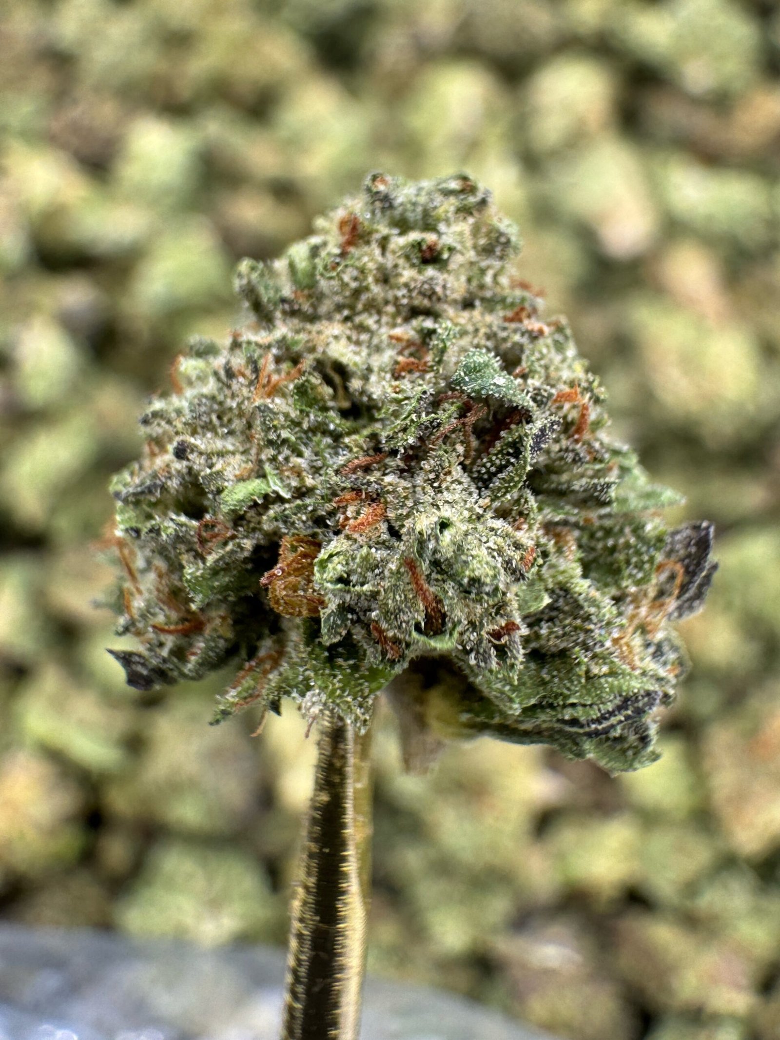 Insane Pound Cake THCA Flower – Greenhouse Gold Nuggets 1 Insane Pound Cake THCA Flower – Greenhouse Gold Nuggets