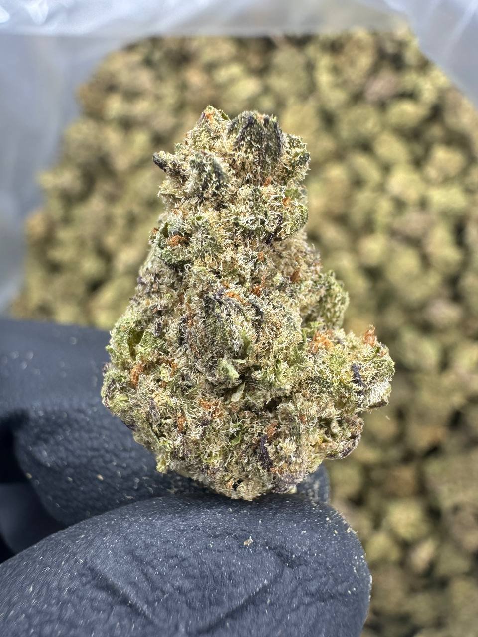 Italian Ice THCA Flower – Greenhouse Gold Nuggets 1 Italian Ice THCA Flower – Greenhouse Gold Nuggets