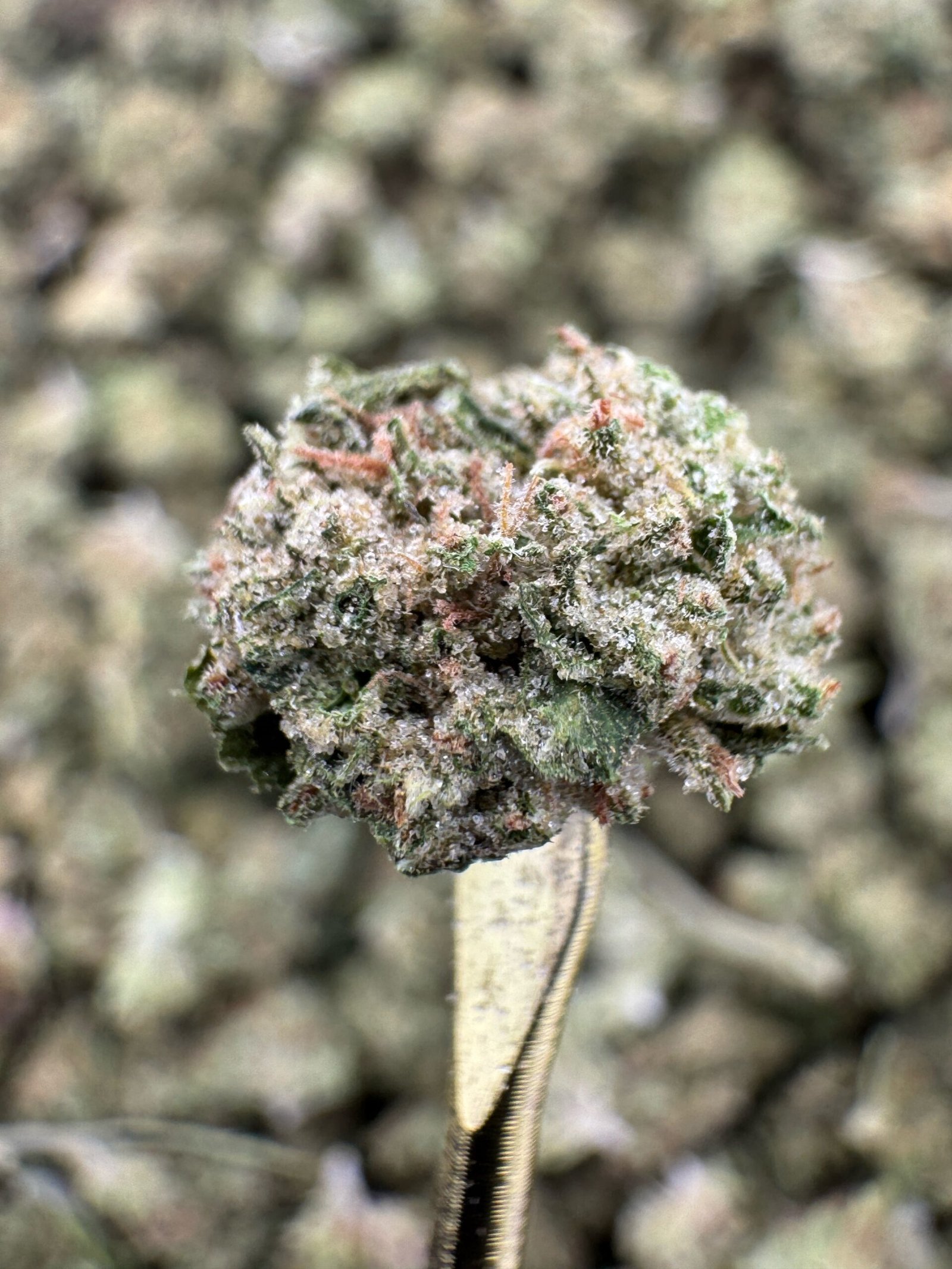 Jet Fuel THCA Flower – Sungrown Gold Nuggets 1 Jet Fuel THCA Flower – Sungrown Gold Nuggets