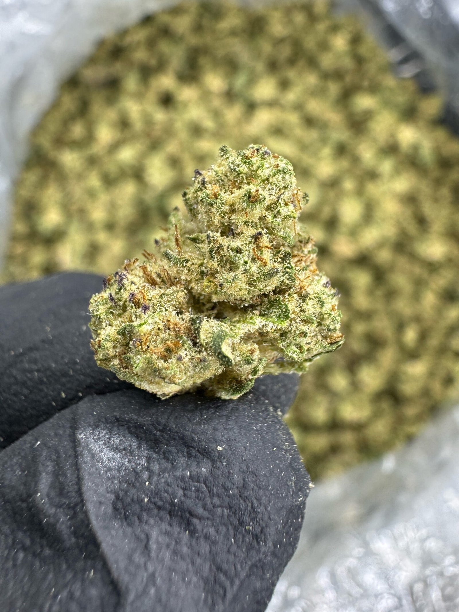 Lava Cake THCA Flower – Greenhouse Gold Nuggets 1 Lava Cake THCA Flower – Greenhouse Gold Nuggets