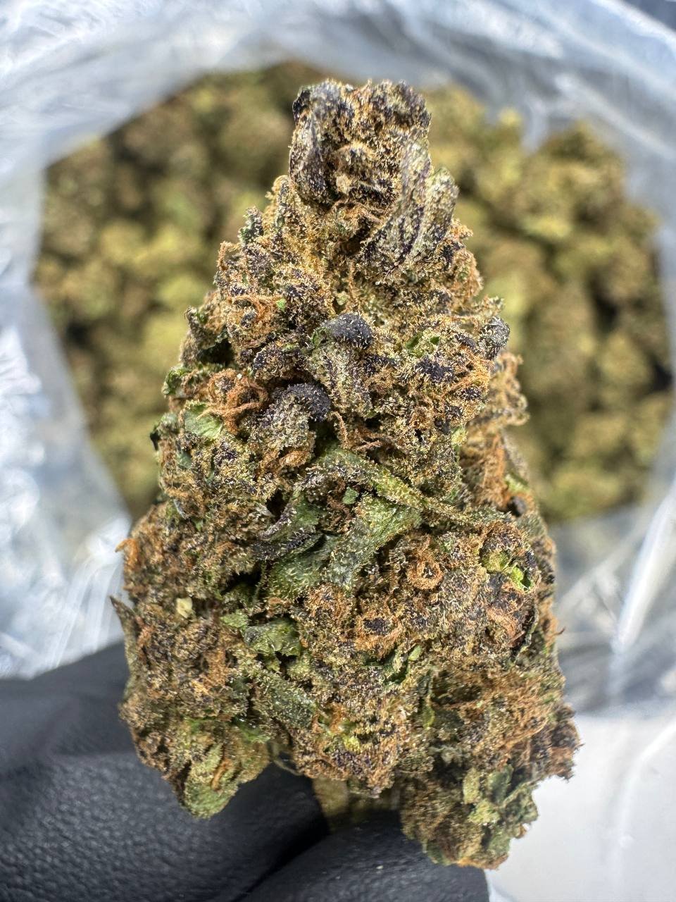 Legend Orange Apricot THCA Flower – Sungrown Top Cut 1 Legend Orange Apricot THCA Flower – Sungrown Top Cut