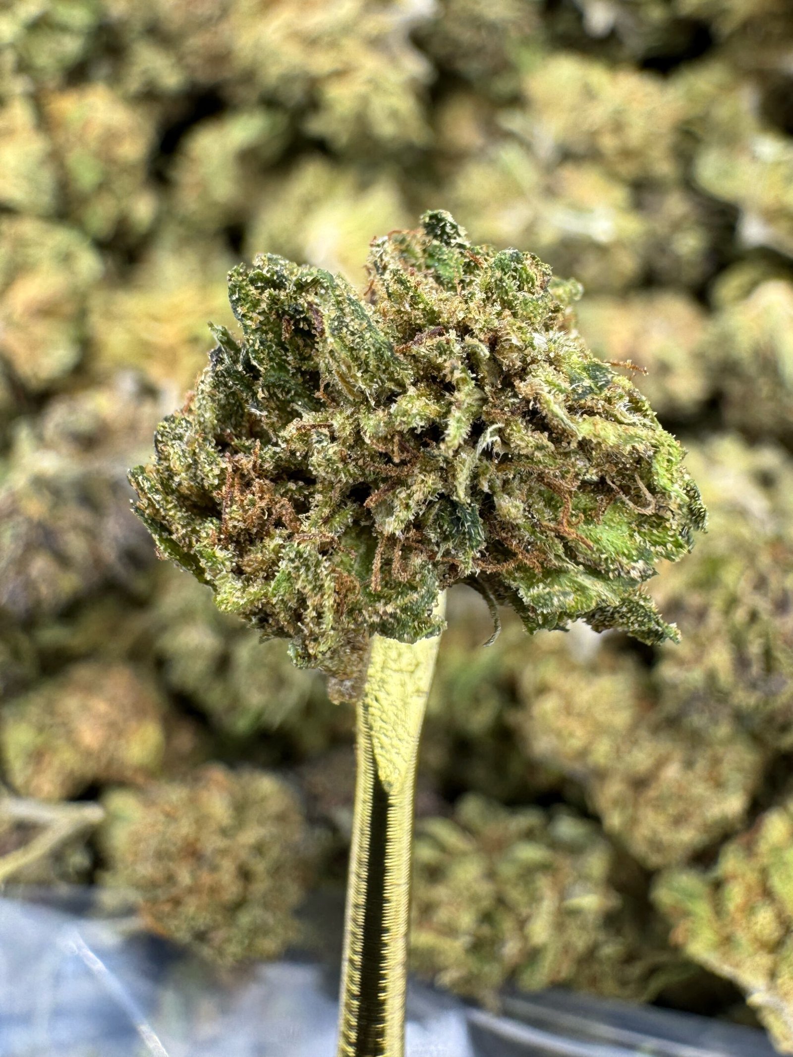 Lemon Cookie Dough CBD Flower – Sungrown Gold Nuggets 1 Lemon Cookie Dough CBD Flower – Sungrown Gold Nuggets