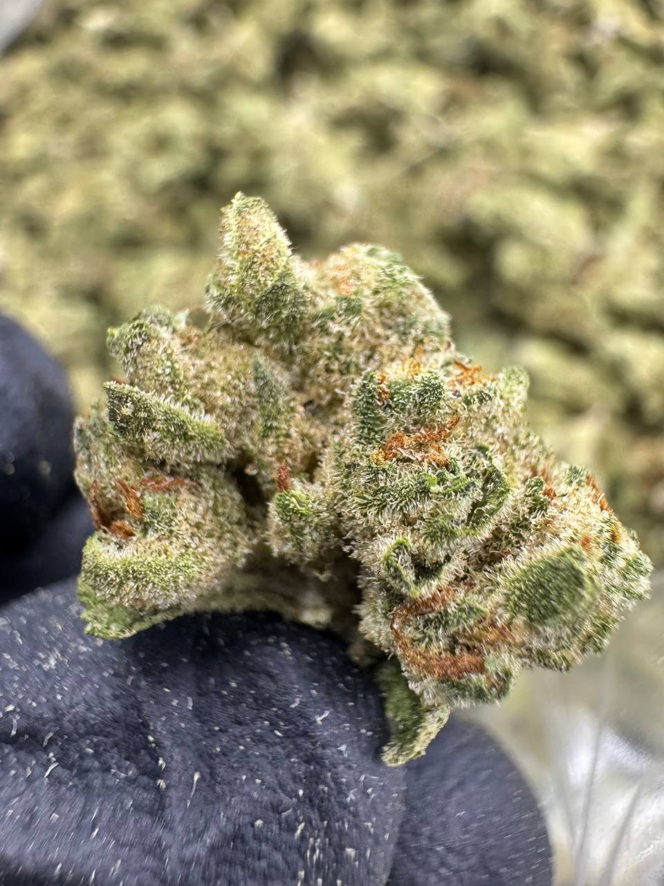 London Pound Cake THCA Flower – Greenhouse Gold Nuggets 1 London Pound Cake THCA Flower – Greenhouse Gold Nuggets