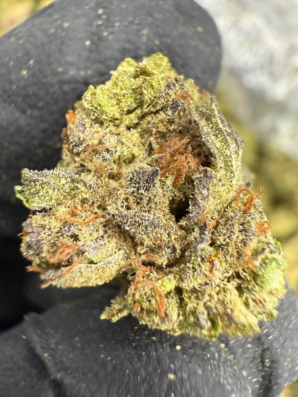 MAC 1 THCA Flower – Greenhouse Gold Nuggets 1 MAC 1 THCA Flower – Greenhouse Gold Nuggets