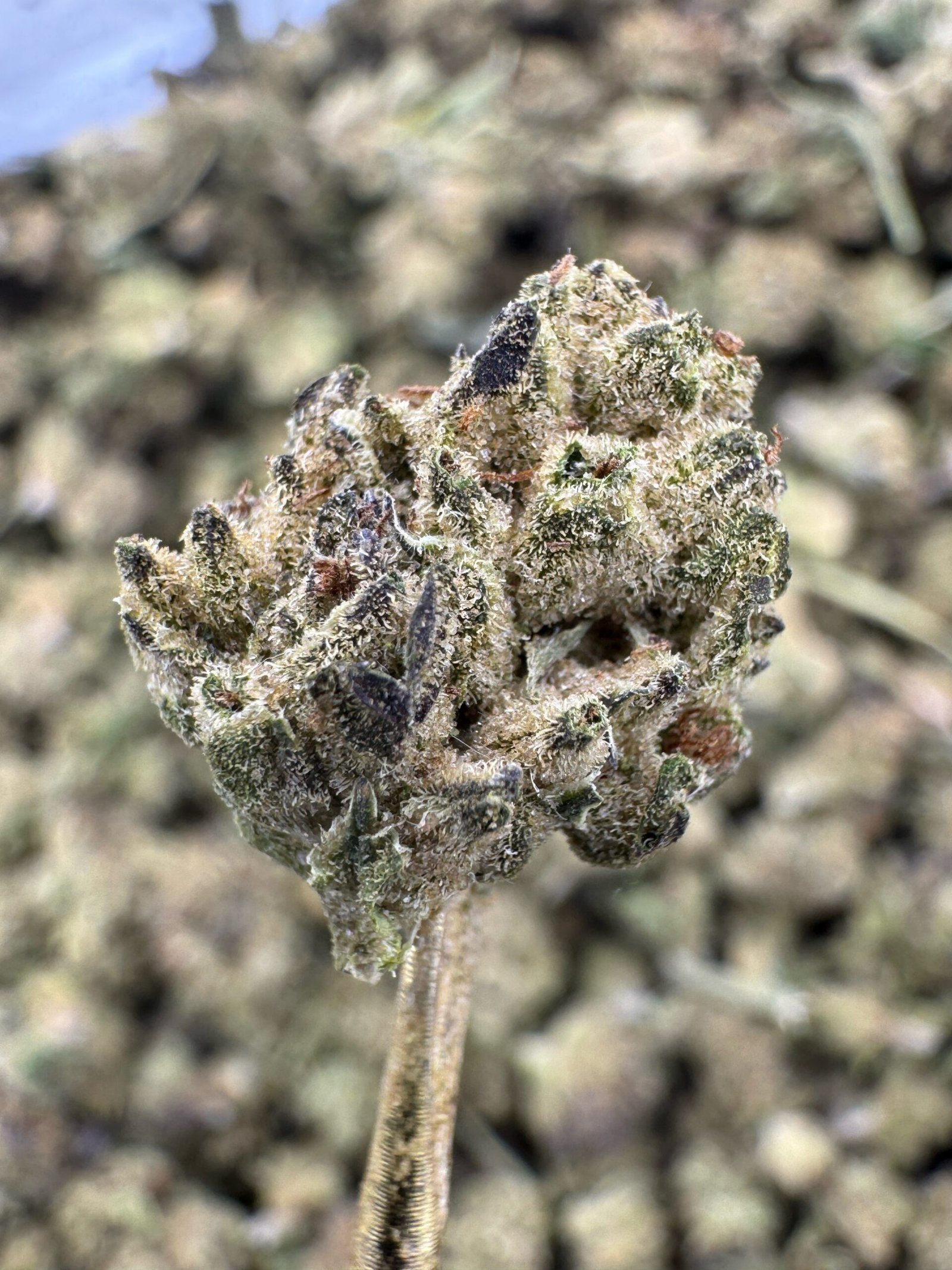 Mint Tao THCA Flower – Greenhouse Gold Nuggets 2 Mint Tao THCA Flower – Greenhouse Gold Nuggets - Image 2