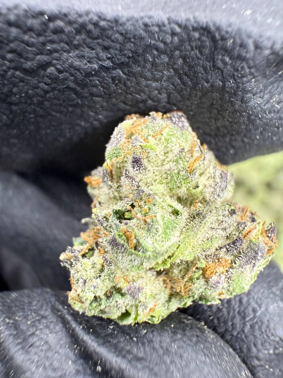 Mochi THCA Flower – Indoor Exotic Gold Nuggets 1 Mochi THCA Flower – Indoor Exotic Gold Nuggets