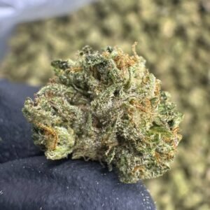 Motor Breath THCA Flower – Sungrown Gold Nuggets