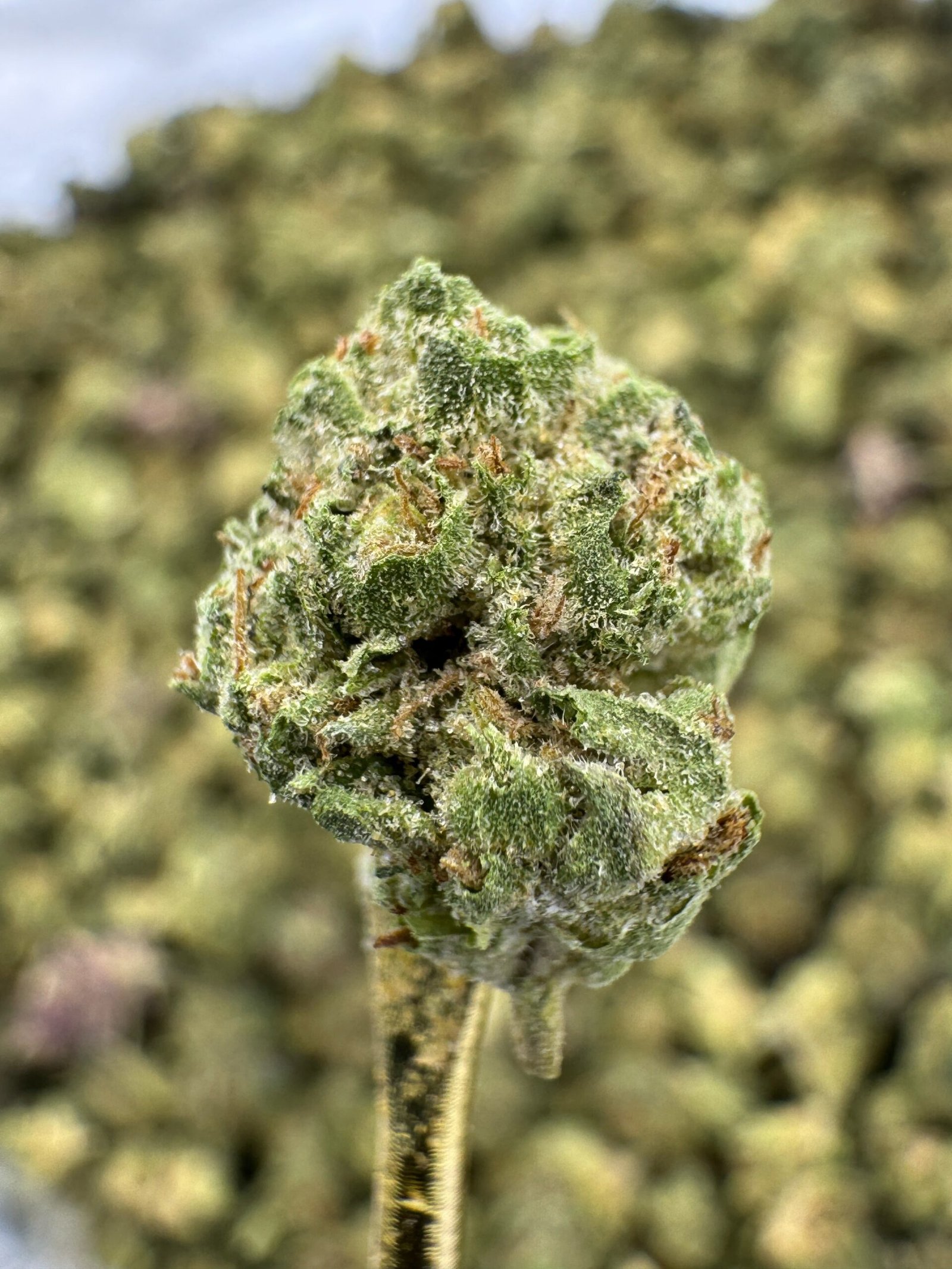Mule Fuel THCA Flower – Greenhouse Gold Nuggets 1 Mule Fuel THCA Flower – Greenhouse Gold Nuggets