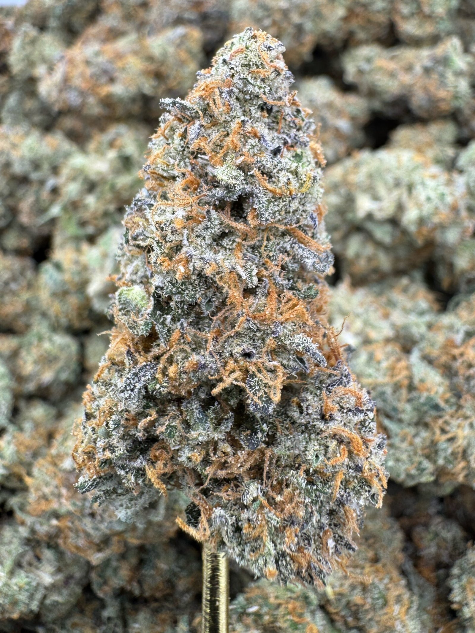 Planet Bang Bang THCA Flower – Indoor Exotic Top Cut 1 Planet Bang Bang THCA Flower – Indoor Exotic Top Cut