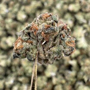 Platinum Cookies THCA Flower – Sungrown Gold Nuggets