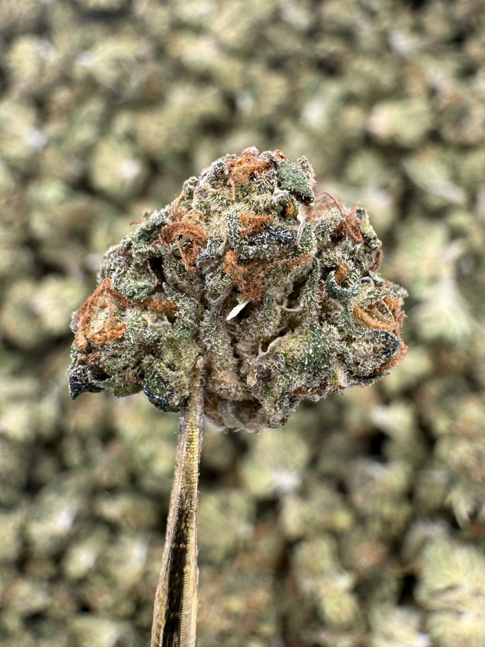 Platinum Cookies THCA Flower – Sungrown Gold Nuggets 1 Platinum Cookies THCA Flower – Sungrown Gold Nuggets