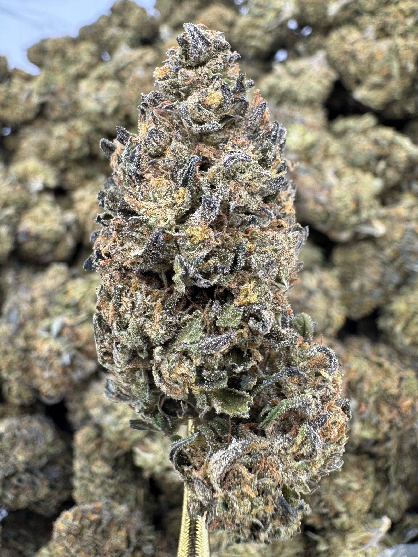 Platinum Cookies THCA Flower – Sungrown Top Cut 1 Platinum Cookies THCA Flower – Sungrown Top Cut