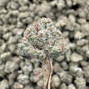 Purple Punch THCA Flower – Greenhouse Gold Nuggets