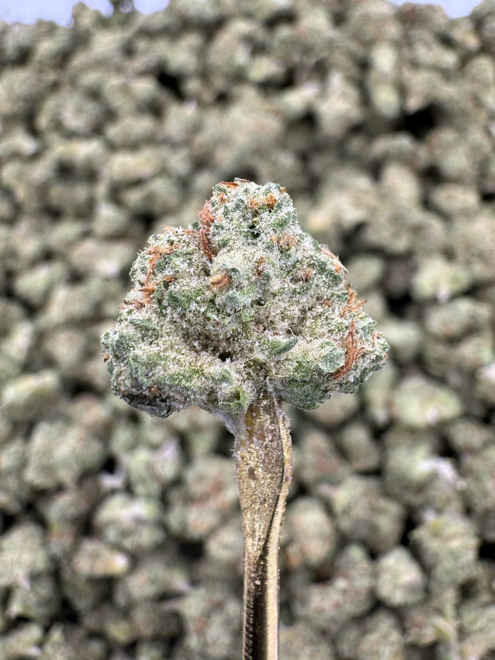 Purple Punch THCA Flower – Greenhouse Gold Nuggets 1 Purple Punch THCA Flower – Greenhouse Gold Nuggets