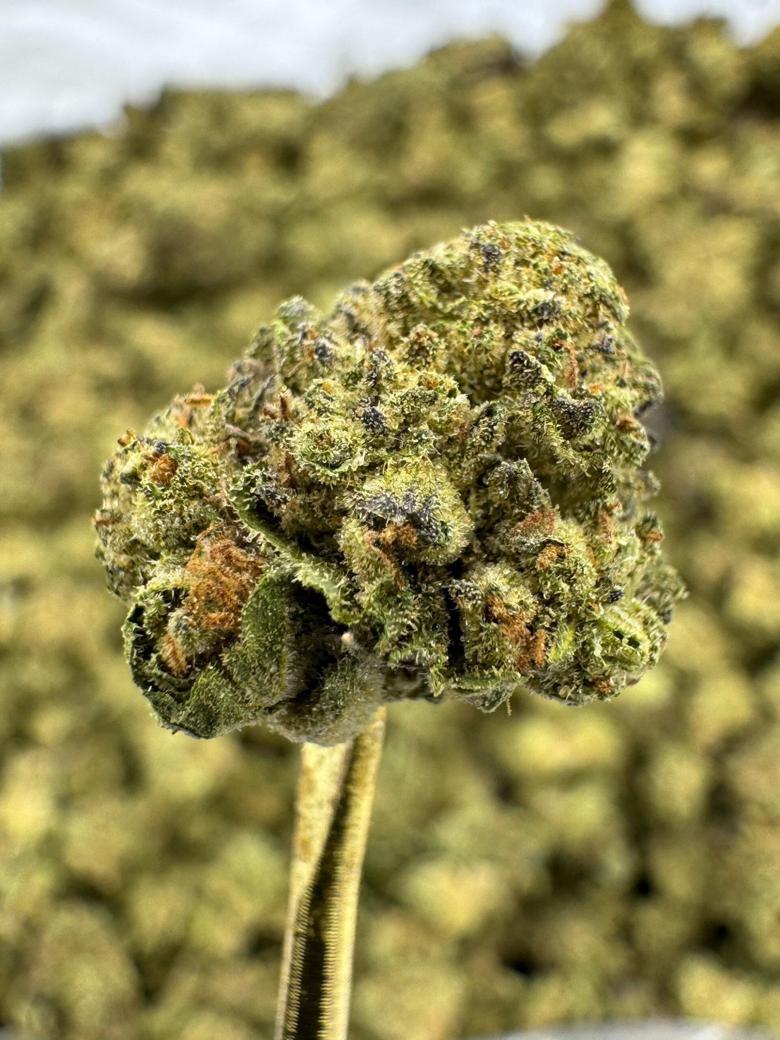 Rainbow Runtz THCA Flower – Greenhouse Gold Nuggets 2 Rainbow Runtz THCA Flower – Greenhouse Gold Nuggets - Image 2