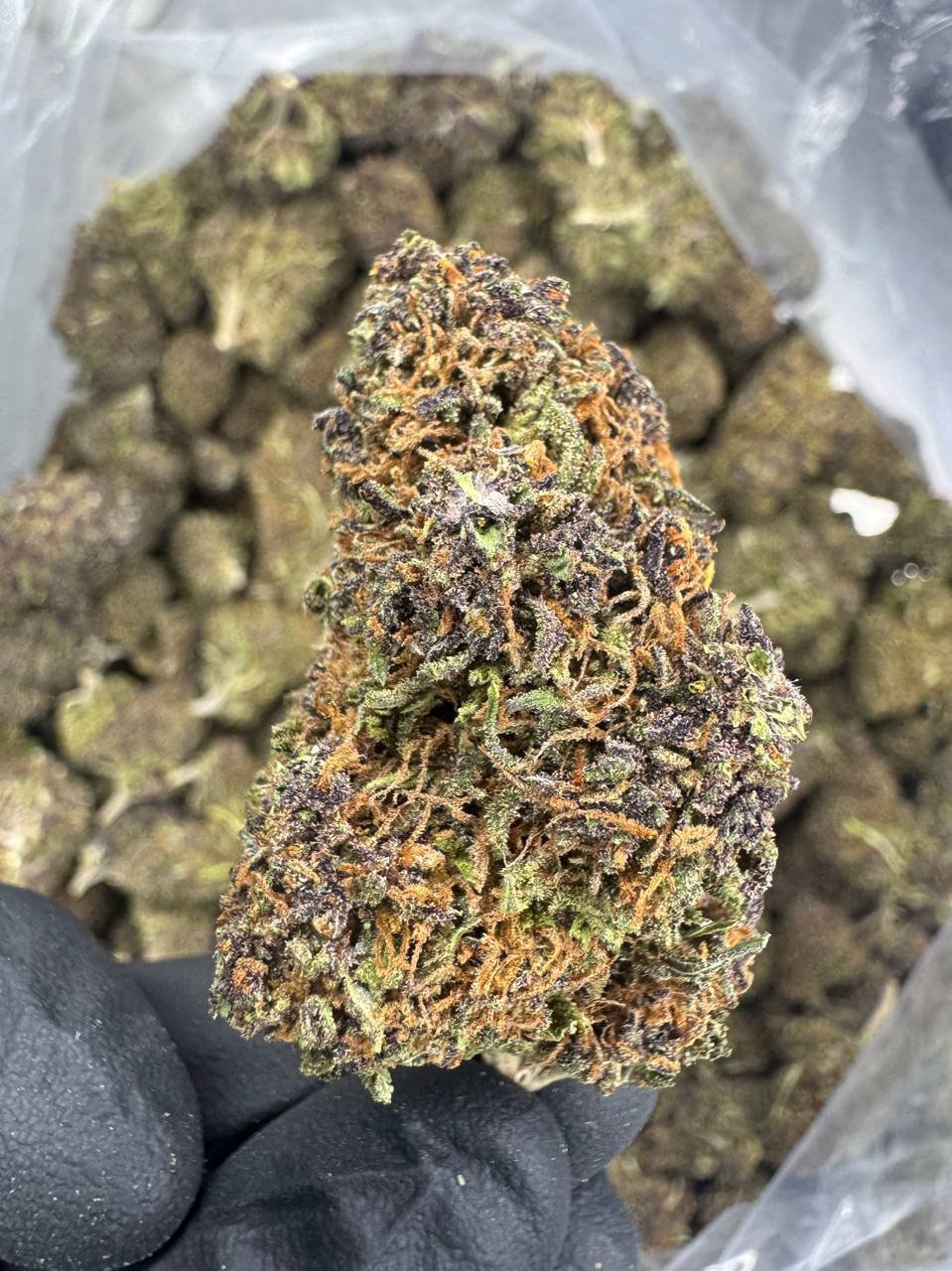 Rainbow Sherbet CBD Flower – Sungrown Top Cut 1 Rainbow Sherbet CBD Flower – Sungrown Top Cut