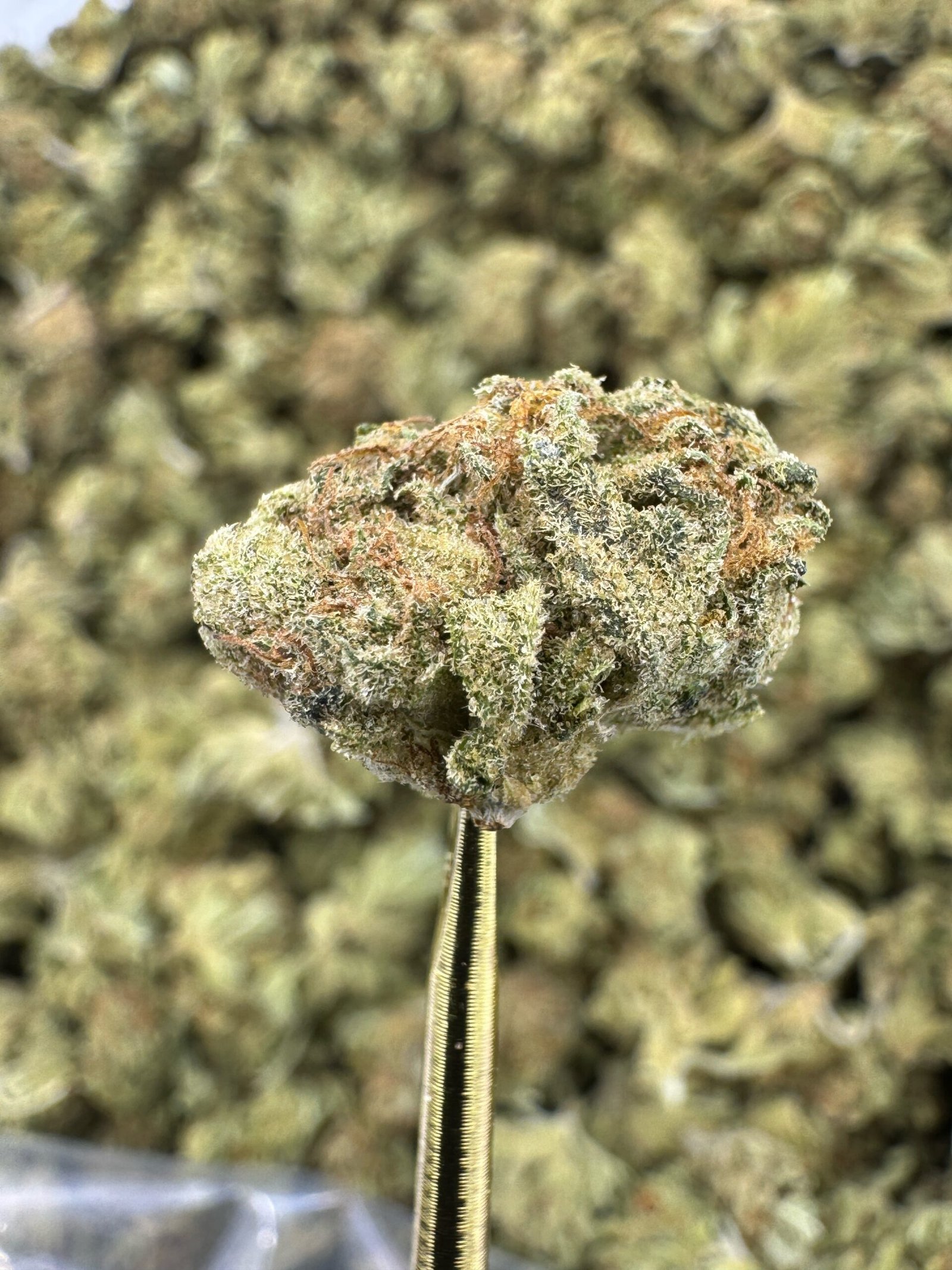 Runtz THCA Flower – Sungrown Gold Nuggets 1 Runtz THCA Flower – Sungrown Gold Nuggets