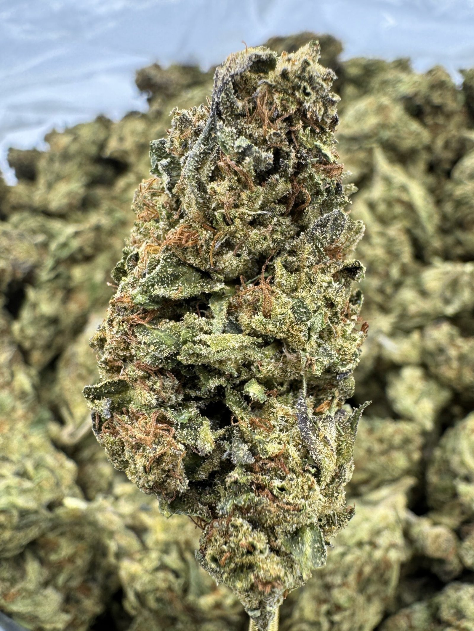 Strawberry Cough THCA Flower – Sungrown Top Cut 1 Strawberry Cough THCA Flower – Sungrown Top Cut